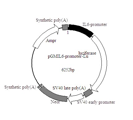 IL6-promoter-Luc荧光素酶报告基因质粒厂家