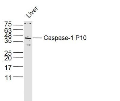 Caspase-1 P10 antibody