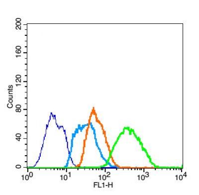 phospho-Nrf2 (Ser40) antibody