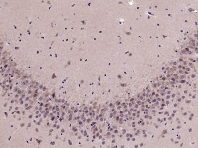 phospho-Nrf2 (Ser40) antibody