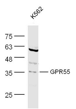 GPR55蛋白偶联受体55抗体