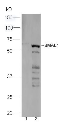 BMAL1 antibody