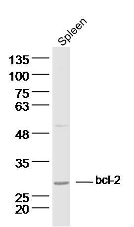 Bcl-2 antibody