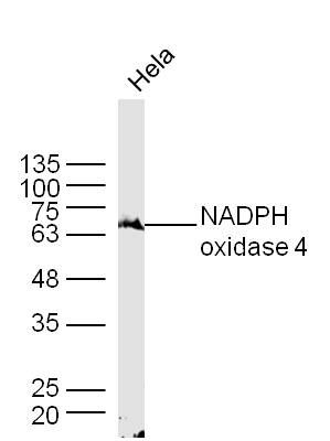 NADPH oxidase 4 antibody