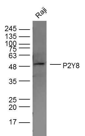 P2Y8 antibody