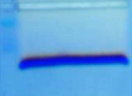 绿如蓝核酸染料(可见光型)为何电泳的前沿出现下图这种只出现一条带的情况呢