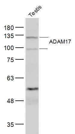 ADAM17 antibody