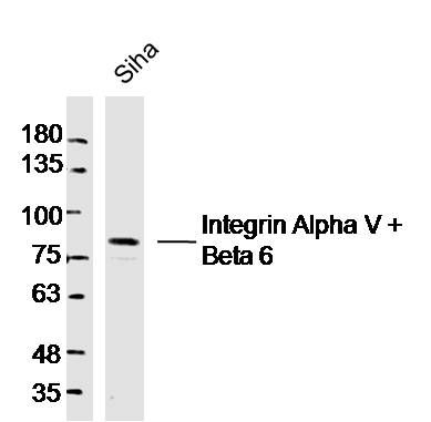Integrin Alpha V + Beta 6整合素αV