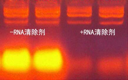 非酶RNA清除剂1.0