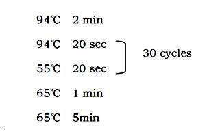 PCR反应循环的设置