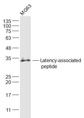 Latency-associated peptide ant
