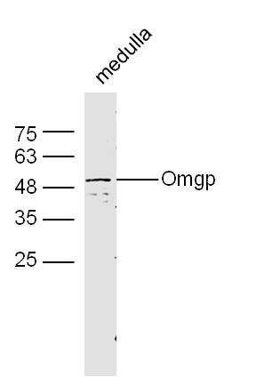 Omgp antibody