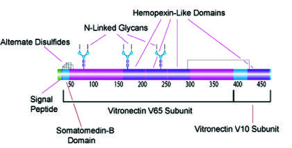 人玻连蛋白示意图