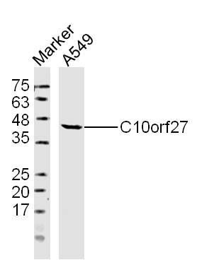 C10orf27第10号染色体开放阅读框27抗体