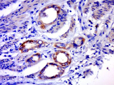 GPR25 G蛋白偶联受体25抗体