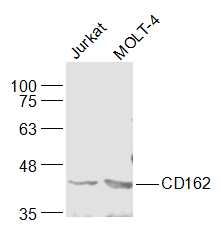 CD162 antibody