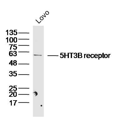 5HT3B receptor antibody