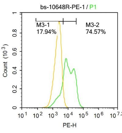 Cardiac Troponin T心肌特异性肌钙蛋白T抗体