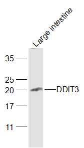 DDIT3 antibody