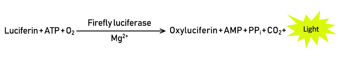 萤光素酶报告基因检测试剂盒(萤火虫)