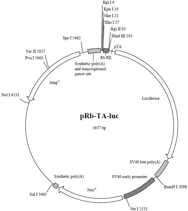 Rb荧光素酶报告基因质粒(Rb抑癌基因质粒)哪里卖