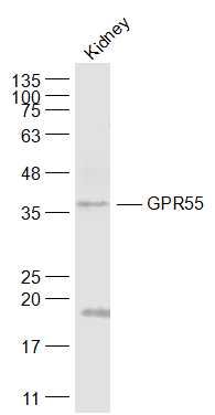 GPR55蛋白偶联受体55抗体