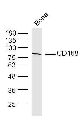 CD168 antibody
