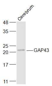 GAP43神经生长相关蛋白43抗体