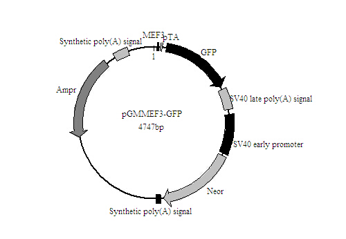 北京内质网蓝色荧光探针(活细胞)说明书