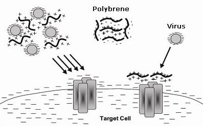 基因转染增强剂