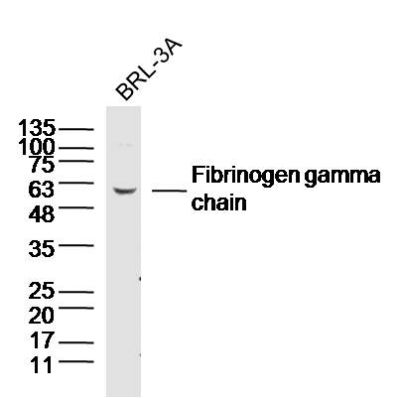 Fibrinogen gamma chain antibod