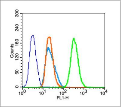 Phospho-Histone H3 (Thr11) ant