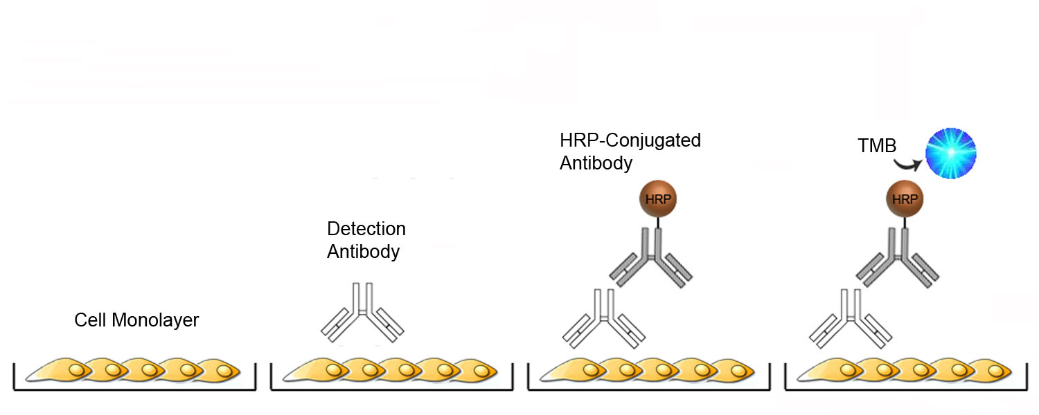 Cell-Based ELISA Platform Overview
