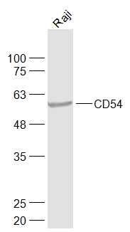 ICAM1/CD54 antibody