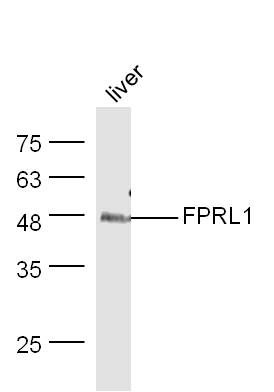 FPRL1 antibody