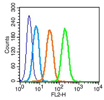 phospho-c-kit(Tyr936) antibody