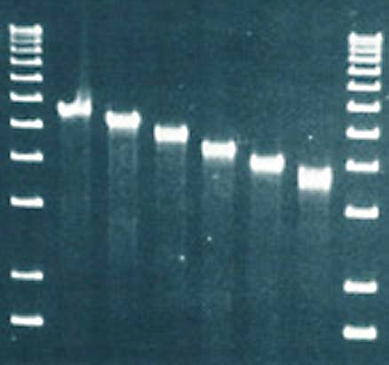 DNA嵌套缺失试剂盒使用效果