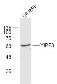 YIPF3 antibody