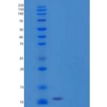 人C-C基序趋化因子24/ccl 24/嗜酸性粒细胞趋化因子-2/MPIF-2重组蛋白C-6His