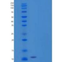 人C-C基序趋化因子24/ccl 24/嗜酸性粒细胞趋化因子-2/MPIF-2重组蛋白C-6His