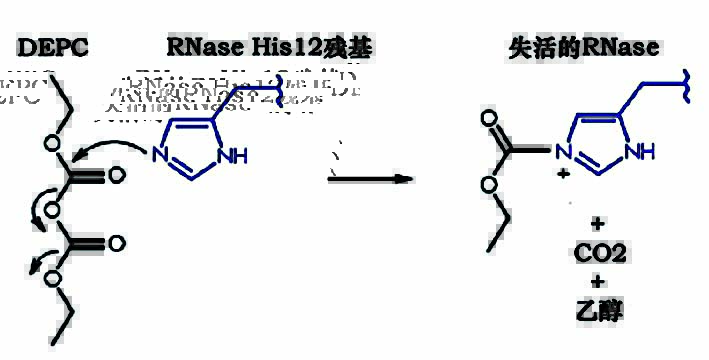 DEPC灭活RNase的分子机制