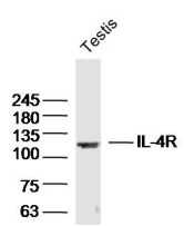 IL-4R antibody