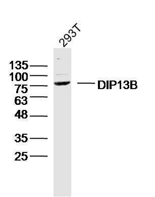 DIP13B antibody