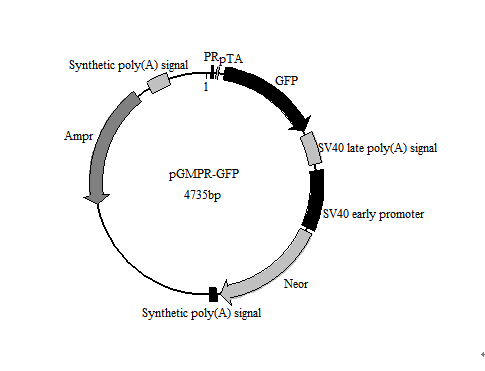 C-REL-GFP报告基因质粒现货促销