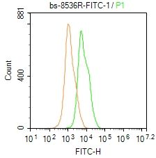 Nucleolin/C23核仁蛋白C23抗体