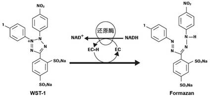 北京现货细胞增殖及细胞毒性检测试剂盒(WST-1法)优惠价
