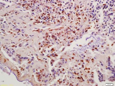 Cyclin B1周期素B1抗体