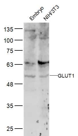 GLUT1葡萄糖转运蛋白1抗体