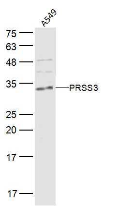 PRSS3 antibody