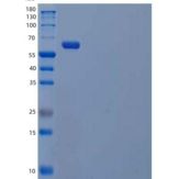 人唾液酸结合免疫球蛋白样凝集素9/Siglec 9/CD329重组蛋白C-Fc